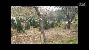 国产真实野战在线视频,还原战场真实，展现军人风采