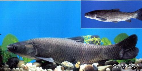 青鱼视频国产,青鱼视频引领国产短视频新潮流